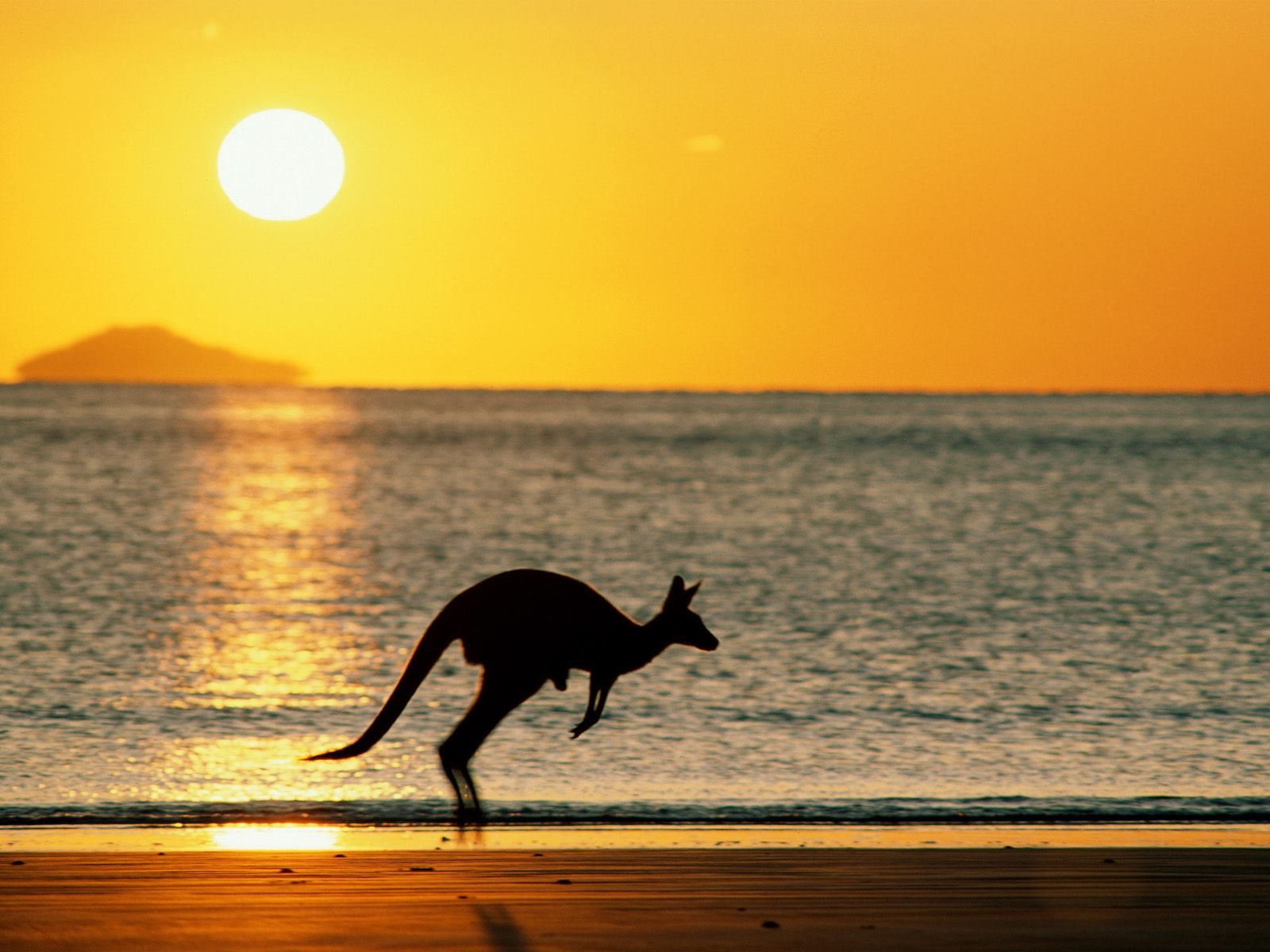 paysage-australien-avec-kangourou